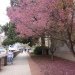 [EN] First flowering cherries in a shaded area on 14th Street.
[PL] Pierwsze kwitnące wiśnie w osłoniętym od wiatru miejscu na Czternastej Ulicy.