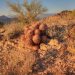 You don't see a barrel cactus shaped like this very often.