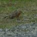 [EN] Aleutian Arctic ground squirrel (Spermophilus parryii ablusus).
[PL] Suseł północny (Spermophilus parryii ablusus).