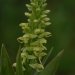 [EN] Bog Orchid or Cornflower (Platanthera convallariaefolia). Very fragrant.
[PL] Pięknie pachnący aleucki storczyk podkolan (Platanthera convallariaefolia).