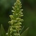 [EN] Bog Orchid or Cornflower (Platanthera convallariaefolia). Very fragrant.
[PL] Pięknie pachnący aleucki storczyk podkolan (Platanthera convallariaefolia).