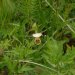 [EN] Spotted Lady's Slipper (Cypripedium guttatum).
[PL] Obuwik kropkowany (Cypripedium guttatum).