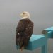 [EN] Bald eagle.
[PL] Bielik amerykański.
