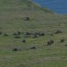 [EN] A herd of musk oxen (Ovibos moschatus).
[PL] Stado wołów piżmowych (Ovibos moschatus).