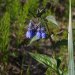 [EN] Tall lungwort or tall bluebells (Mertensia paniculata).
[PL] Ładne dzwoneczki (Mertensia paniculata).