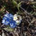[EN] Alpine Forget-me-not (Myosotis alpestris) and sweetflower rockjasmine (Androsace chamaejasme).
[PL] Niezapominajka alpejska (Myosotis alpestris) i naradka włosista (Androsace chamaejasme).