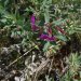 [EN] Dwarf Fireweed or River Beauty Willowherb (Chamerion latifolium, formerly Epilobium latifolium).
[PL] Wierzbówka arktyczna (Chamerion latifolium).