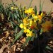 Some of our early Daffodils in the garden