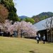 春日の国際フォーラムの枝垂れ桜。