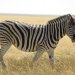 IMGP2018 zebra
