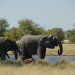 IMGP2059 elefántok