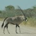IMGP2117 oryx