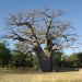 IMGP2229 giant baobab
