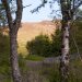 Des bouleaux, une forêt, rare en Islande