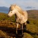 Cheval Islandais, crinière au vent
