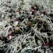 Petites fleurs dans le lichen