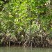 Daintree river mangrove