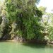 Mangoboom bij Daintree river