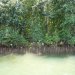 Daintree river mangrove (de stompjes is koraal)