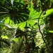 Tropisch regenwoud Cape Tribulation