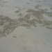 Zandbolletjes op Cape Tribulation beach