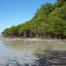 De mangrove op Cape Tribulation beach
