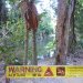 Emmagen Creek krokodillen waarschwing