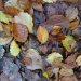 L&#039;automne et son parterre de feuilles