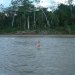 Taking a swim in the Amazon