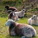 Several varieties of sheep