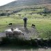 The shepherd puts his dogs through their paces