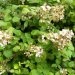 Can you see the blackberry flowers?  Do you think this plant will be a useful source for food?