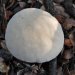 This is the first time this fungi has been found here. It is one of the puffball types.