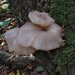 As well as fungi on the ground some fungi grow on tree bark. This  is known as an oyster mushroom.