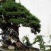 Une autre partie du jardin est plantée de bonsaïs;
Les Chinois furent les premiers à cultiver des arbres en pot dans un but esthétique, à l'ère de la dynastie des Han (-206 à 220). À cette époque on ne parlait pas encore de bonsaï mais de penjing (pénjǐng) (représentation d'un paysage dans une coupe).