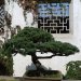 Peu après, sous la dynastie Qin (220 - 581) apparaissent les pénzāi (arbre unique dans une coupe). Aujourd'hui, en chine, la tradition des pengjing se perpétue, avec plus d'ardeur que celle des bonsaï.
