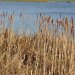 Reeds and Reedmace beds are the favourite habitas for Reed Buntings, Water Rails and, if you are very lucky, a very rare visitor, Penduline Tit.

What time of year might you see a Penduline Tit? Why do you think they come here at that time?
