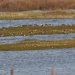 Islands were created to give the birds somewhere to loaf and rest and feed. You may see ducks like Wigeon, Pintail, and Shoveler as well as Snipe, Common Sandpiper or Redshank.

What can you see the birds doing today?