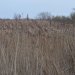There is a viewpoint across some more reeds.This is a favourite place for Cetti's, Sedge and Reed Warblers and Reed Buntings.

The number of Cetti's warbler has grown over the last few years, why might this be?
(the call is very distinctive - visit the RSPB website for bird calls)