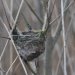 The reed stems form the frame for a Sedge Warbler's nest. 

The Cuckoo is a parasite, what does it do to the Sedge Warbler and other bird's nest?