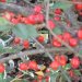 Some lovely red berries - how do birds help to distribute these seeds?