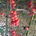 These are called Haws, they are the fruit of the hawthorn tree.