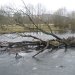 Mid way along the Taff Trail between Cilfynydd and Pontypidd. A dislodged tree in River Taff.