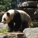 Adelaide Zoo - Panda 1