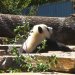 Adelaide Zoo - Panda 2