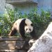 Adelaide Zoo - Panda 3