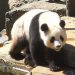 Adelaide Zoo - Panda 4