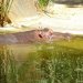 Adelaide Zoo - Hippo