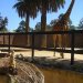 Adelaide Zoo - Meerkat and Giraffe ...