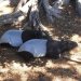 Adelaide Zoo - Tapirs